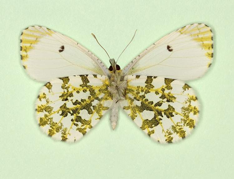 Anthocharis cardamines female (aberrant form radiata, verso 2) (Internet Image property of respective owner, non-commercial use only)